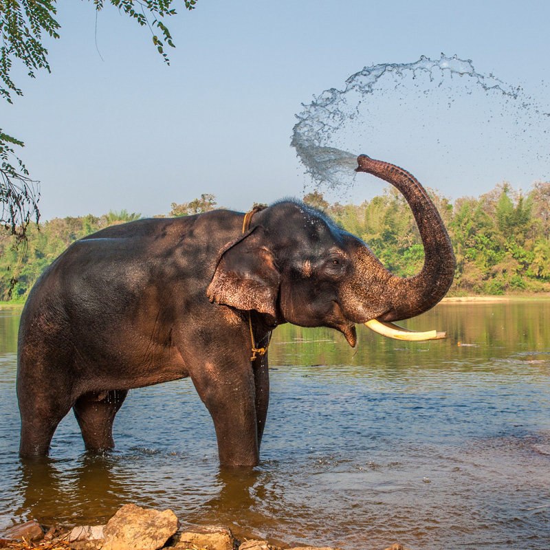 Elephant Bathing Welfare